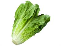 Shutterstock_97669862_lettuce_salāts.jpg