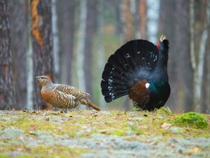 shutterstock_1383767228_couple of grouses_rubeņu pāris.jpg