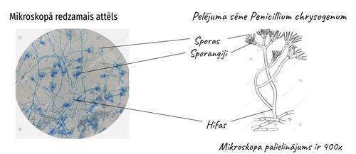 Pelējuma sēne.jpg