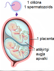 Pregnancy-23x.png