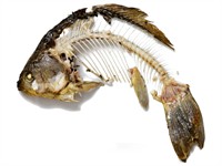 Shutterstock_1877733499_fish skeleton_zivs asakas.jpg