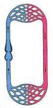 I10-82-circu11latory45.png