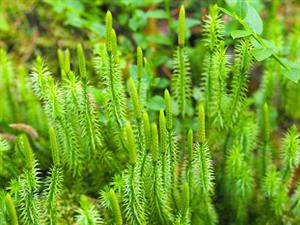 Shutterstock_2074033847_lycopodium annotinum_gada staipeknis.jpg