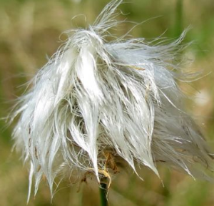 l1371974653.png