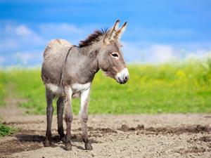 Shutterstock_143051491_donkey_ēzelis.jpg