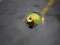 Shutterstock_354123794_Nuphar lutea seed_dzeltenās ūdensrozes sēklas.jpg