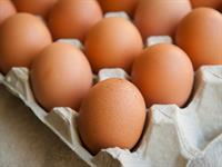 Shutterstock_255816604_eggs_olas.jpg