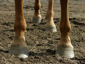 Shutterstock_43409710_horse legs_zirga kājas.jpg
