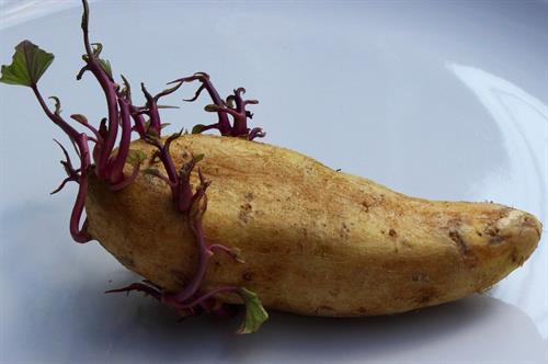 potato-1927136_1280.jpg