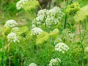 Shutterstock_1880027359_carrot seeds_burkāna sēklas.jpg