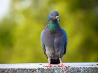 Shutterstock_1747828172_pigeon_balodis.jpg