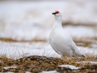 Shutterstock_2172419749_lagopus muta_baltirbe.jpg