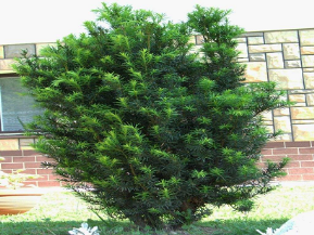 Taxus_baccata2.png
