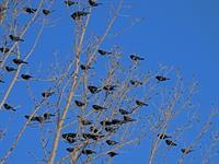 Shutterstock_2523238545_blackbirds in tree_melnie strazdi kokā.jpg