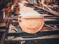 Shutterstock_1270900270_sawmill_kokzāģētava.jpg