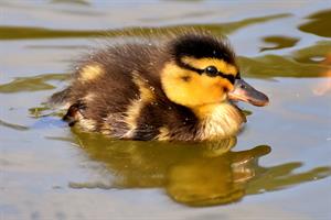 duckling mallard-pix.jpg
