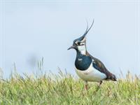 Shutterstock_1449681125_lapwing_ķivīte.jpg
