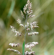 kentucky-bluegrass-flower-spike1-e1387583422833.png