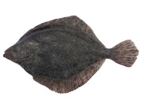 Shutterstock_2526554105_black sea turbot_bute.jpg