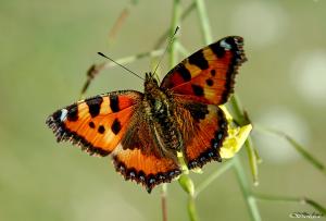 natru raibenis.jpg
