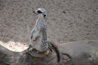 meerkat-pix.jpg