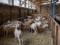 shutterstock_2619375593_farm_ferma.jpg