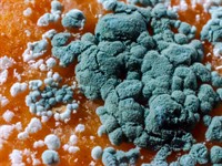 Shutterstock_1669989574_Penicillium mold_pelējuma sēne uz apelsīnna miziņas.jpg