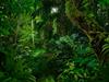 Shutterstock_1873481035_jungle_džungļi.jpg