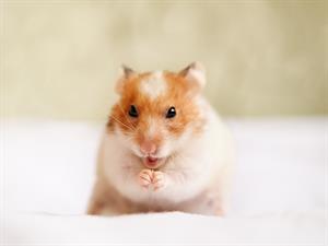 shutterstock_2505661763_hamster_kāmītis.jpg