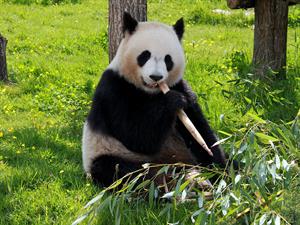 panda-206297_1920.jpg