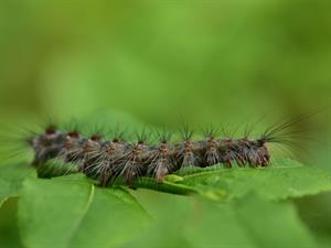 Shutterstock_2178328027_caterpillar_kāpurs.jpg