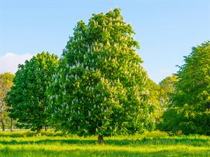 shutterstock_1723523785_chestnut tree_kastanis.jpg