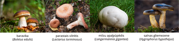 YCUZD_241206_6873_Augu_sistem_19.png