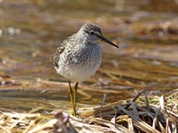 Shutterstock_1415611100_wood sandpiper_purva tilbīte.jpg