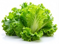 shutterstock_2482802313_green lettuce_salāti.jpg