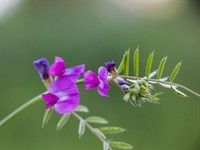 Shutterstock_662448550_vicia lathyroides_dedestiņu vīķis.jpg