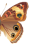s20a.png