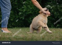 stock-photo-the-puppy-bites-the-owner-s-hand-2701958125.jpg