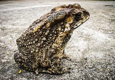 toad-pix.jpg