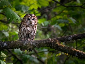 shutterstock_2466587149_owl_pūce.jpg