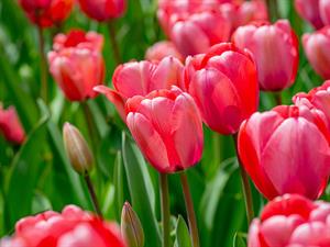 shutterstock_2567074493_tulips_tulpes.jpg