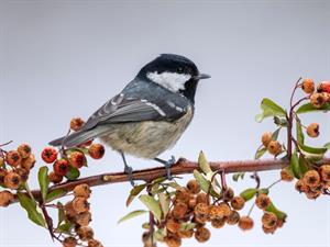 Shutterstock_2112059333_coal tit_ogļu zīlīte_Meža zīlīte.jpg