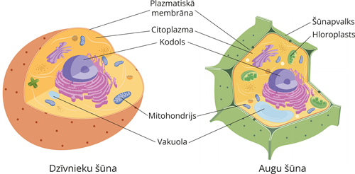 YCUZD_241119_6778_25_lab.png