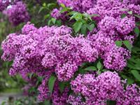 Shutterstock_2329727861_lilac_ceriņi.jpg