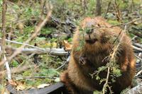 beaver_бобёр_bebrs_2.jpg