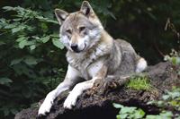 wolf-1336229_1920.jpg