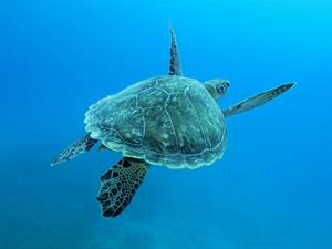 Shutterstock_1205686300_sea turtle_jūras bruņurupucis.jpg