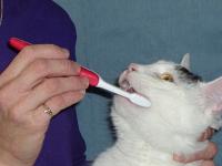 Side-Brush-Cats-Teeth.jpg