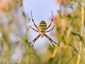 shutterstock_2510943777_spider_zirneklis (1).jpg
