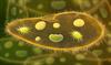 Shutterstock_2416430047_paramecium protozoa_paramēcija.jpg